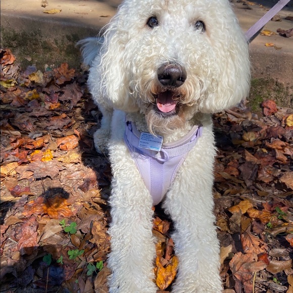 Meet your Posher, Natalie - Picture 2 of 2